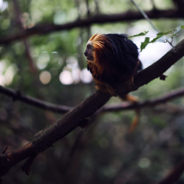 Test Fuji GF 80mm f/1.7: Singe au Zoo de Servion