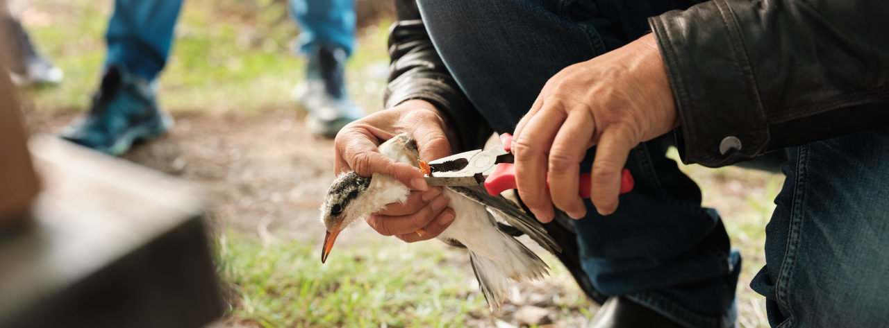 Sterne en train d'être baguée